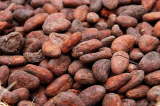 Raw Cocoa Beans Wholesale chocolate